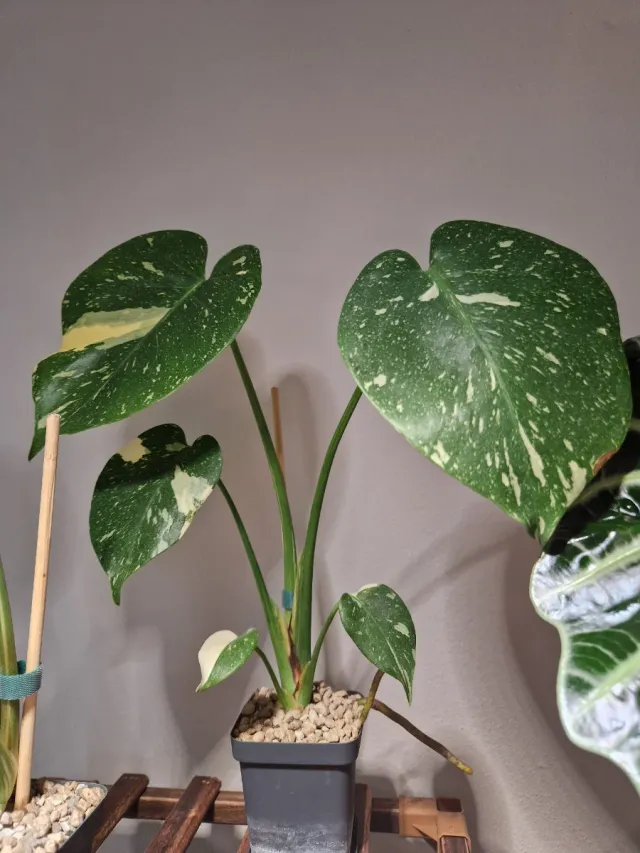 Monstera Thai (crème brûlè)