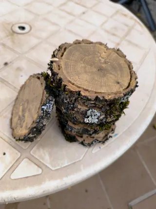 Rodajas de madera roble rústica con corteza