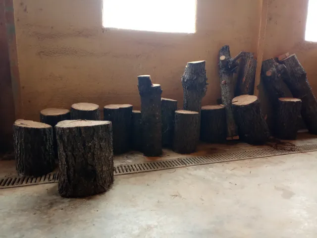 Tocones de pino secos para decoración