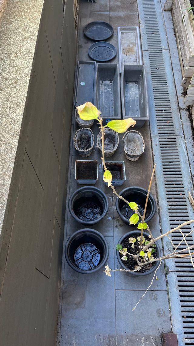 Macetas Plástico y Mimbre Varias