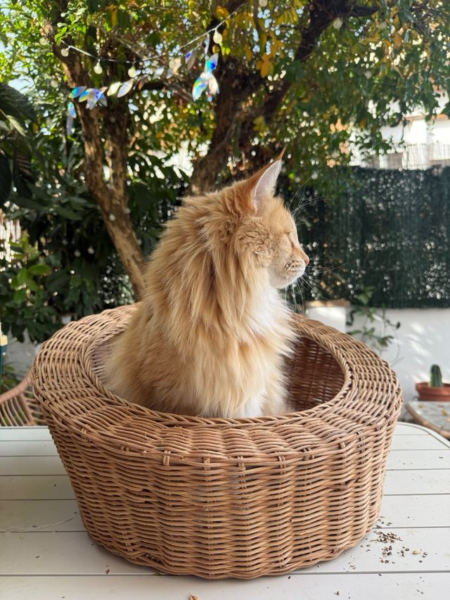 Cama mimbre mascotas Zara Home