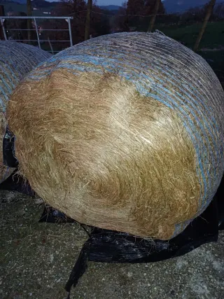 Rollos de silo 1º corte