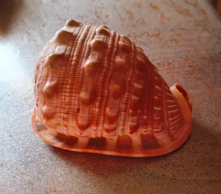 Conchiglia da collezione