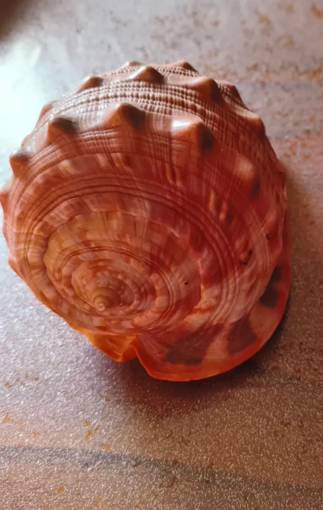 Conchiglia da collezione