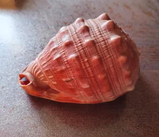 Conchiglia da collezione