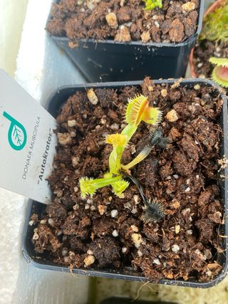 Dionaea Muscipula Autokrator