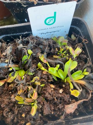 Dionaea Muscipula Phyllopterix