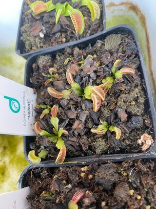 Dionaea Muscipula GJ Hellcat