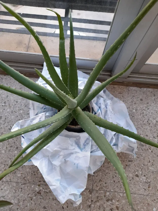 Planta Aloe Vera