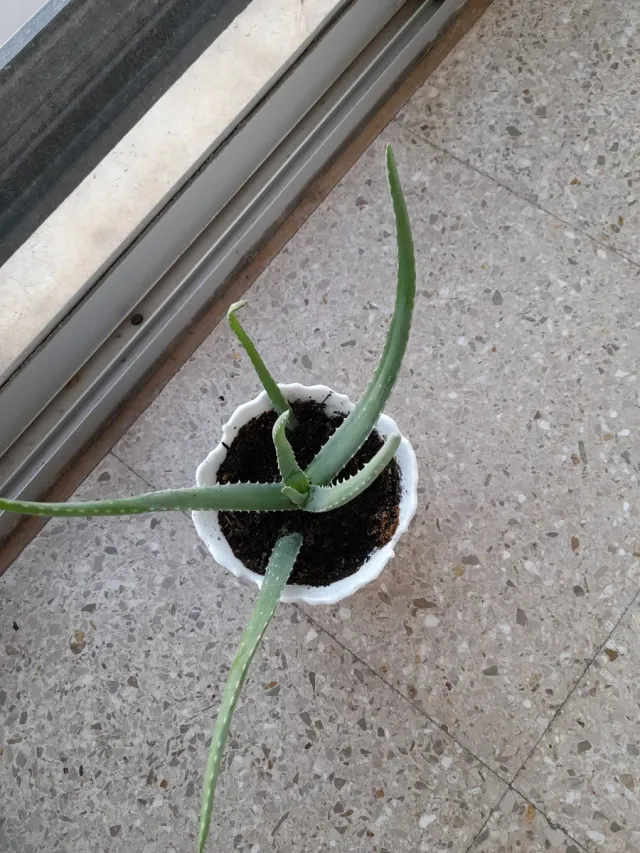 Planta Áloe Vera en maceta blanca
