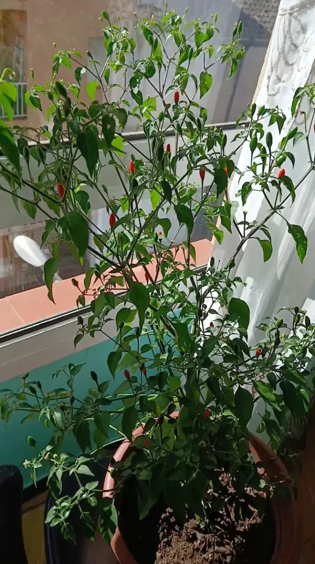 Planta de pimientos picantes