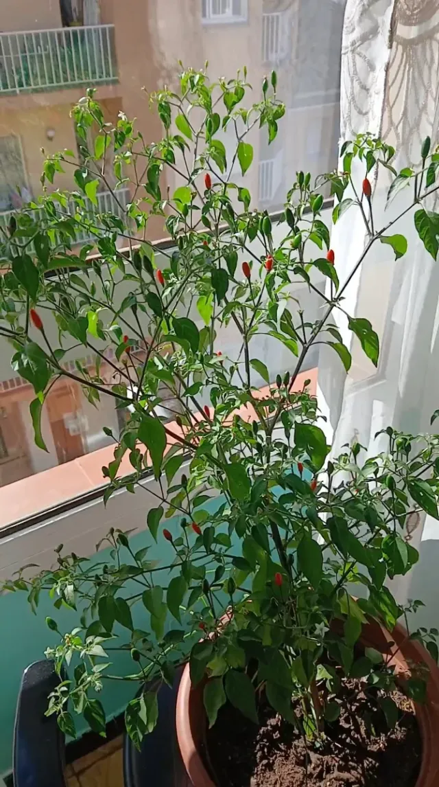 Planta de pimientos picantes