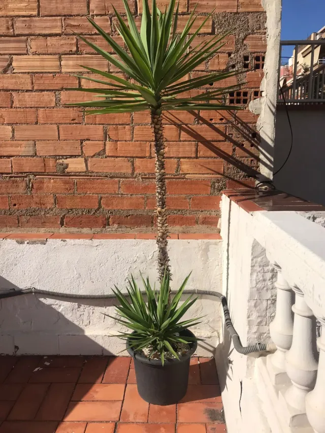 Planta Yuca en Maceta Negra