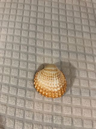 Addobbo Natalizio Bambino in Conchiglia