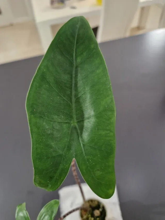 Alocasia Zebrina