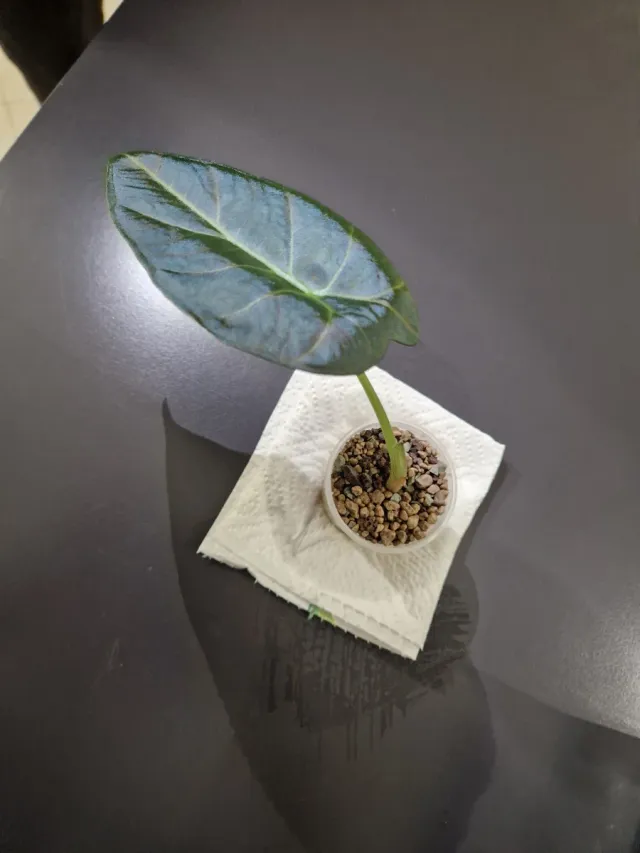 Alocasia Regal Shield