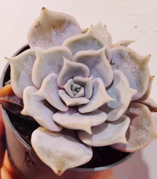 Echeveria Pink Metal 7 cm