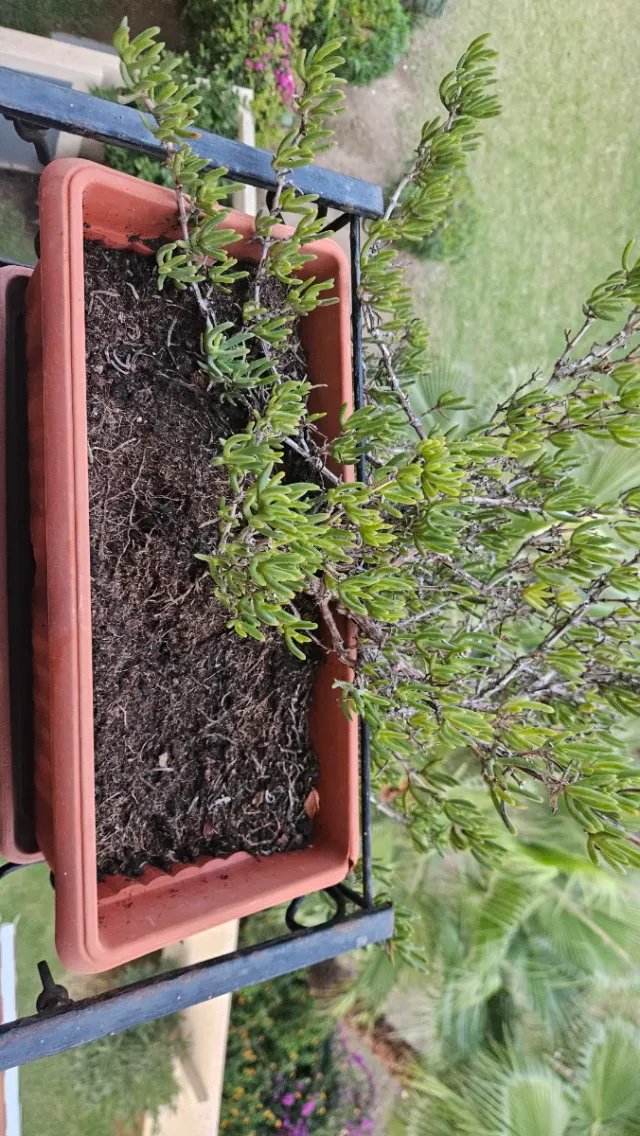 Macetas de plantas marrones y verdes