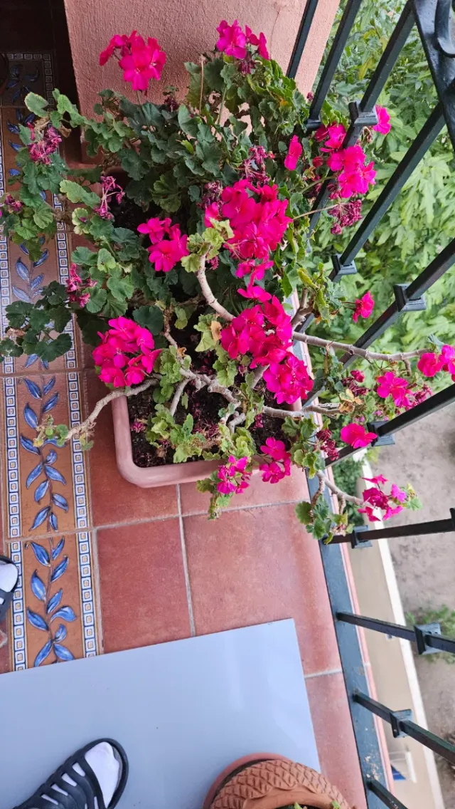 Macetas de plantas marrones y verdes