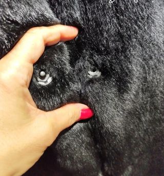 Abrigo de pelo negro