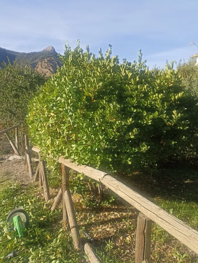 Trabajos de jardinería