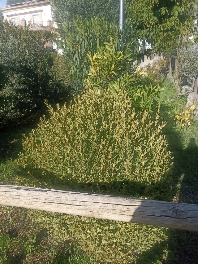 Trabajos de jardinería