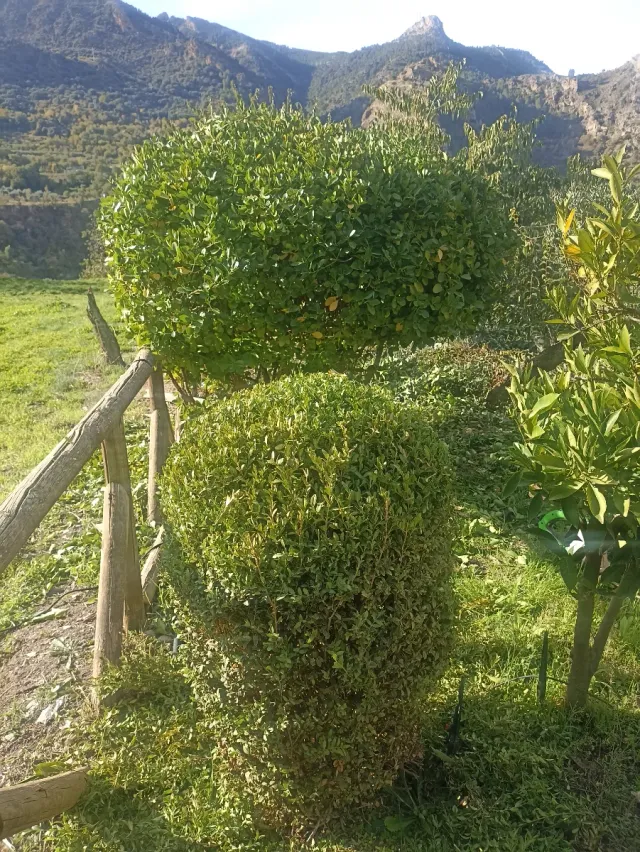 Trabajos de jardinería