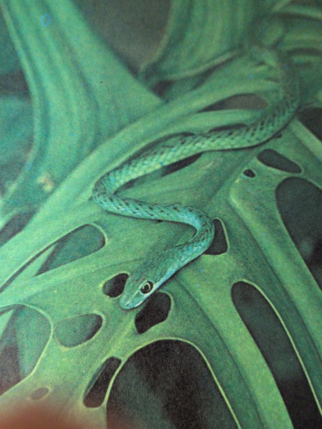 Las maravillas del mundo blanco  Las maravillas de