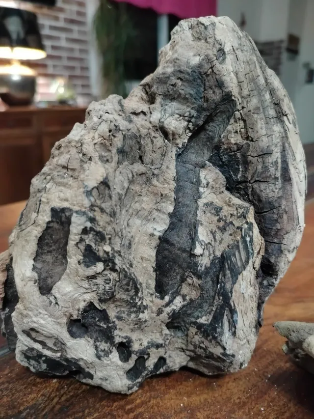 4 Legni da mareggiata per scenografie