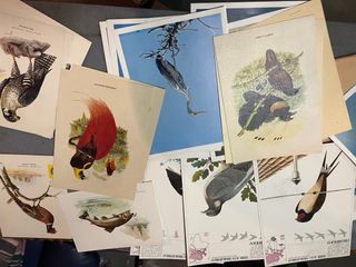 Colección Láminas Antiguas Goya, Velázquez