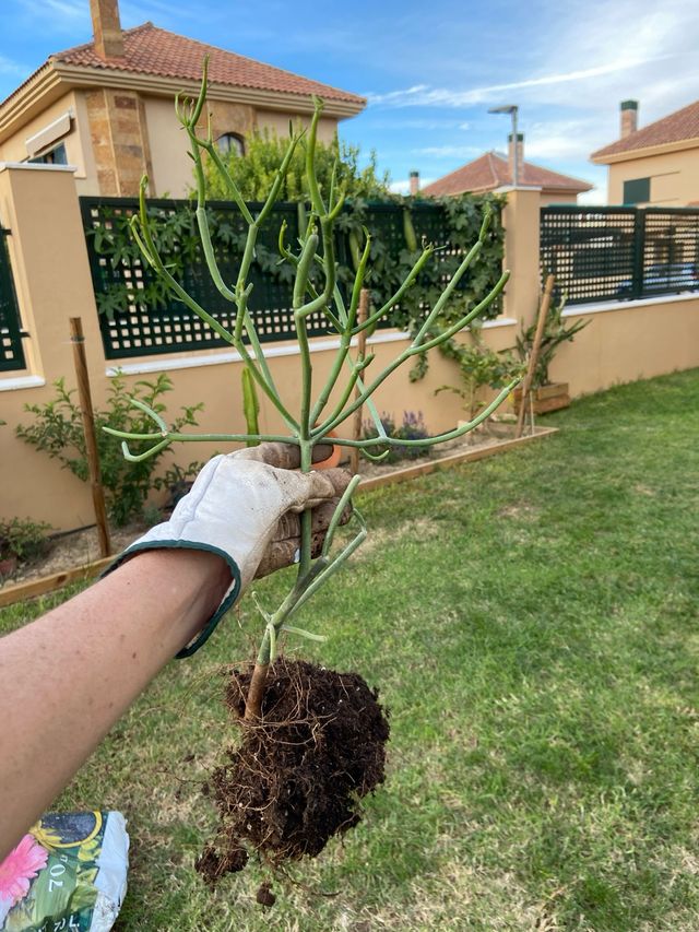 Plantones de Euphorbia Tirucalli