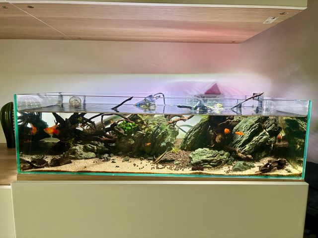 Acuario Shallow - Diseño Moderno