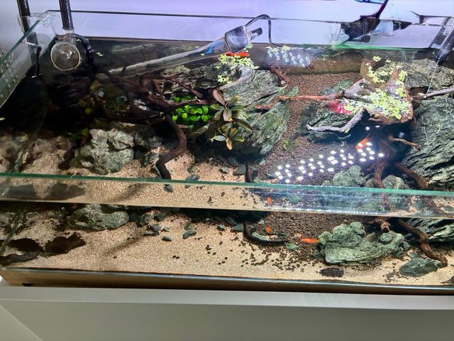 Acuario Shallow - Diseño Moderno