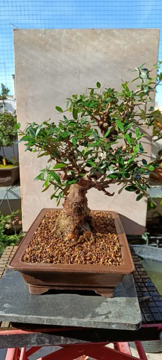 Bonsái Acebuche