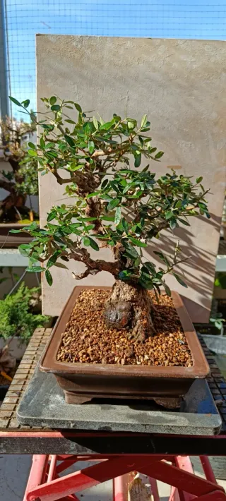 Bonsái Acebuche
