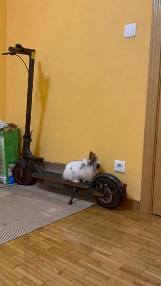 Patinete Eléctrico Xiaomi Mi Pro 2