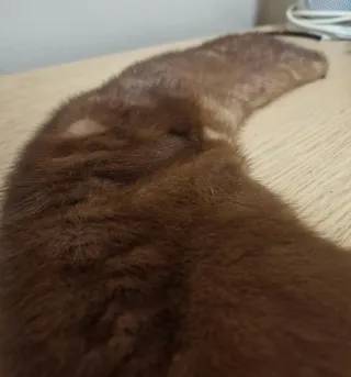 colletto di pelliccia vera per cappotti