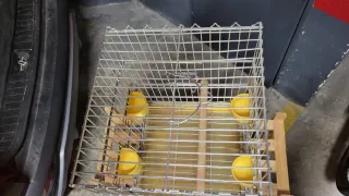 Jaula para ninfa plateada con accesorios amarillos