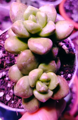 Sedum lucidum Obesum pianta succulenta 10 cm