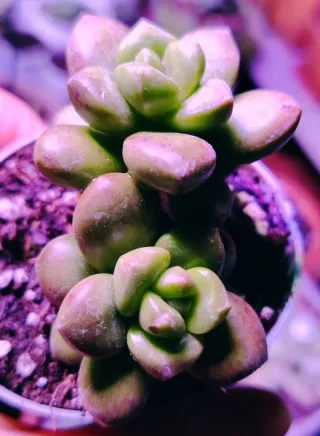 Sedum lucidum Obesum pianta succulenta 10 cm