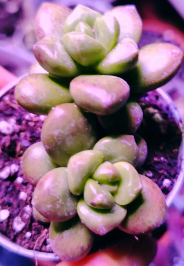 Sedum lucidum Obesum pianta succulenta 10 cm