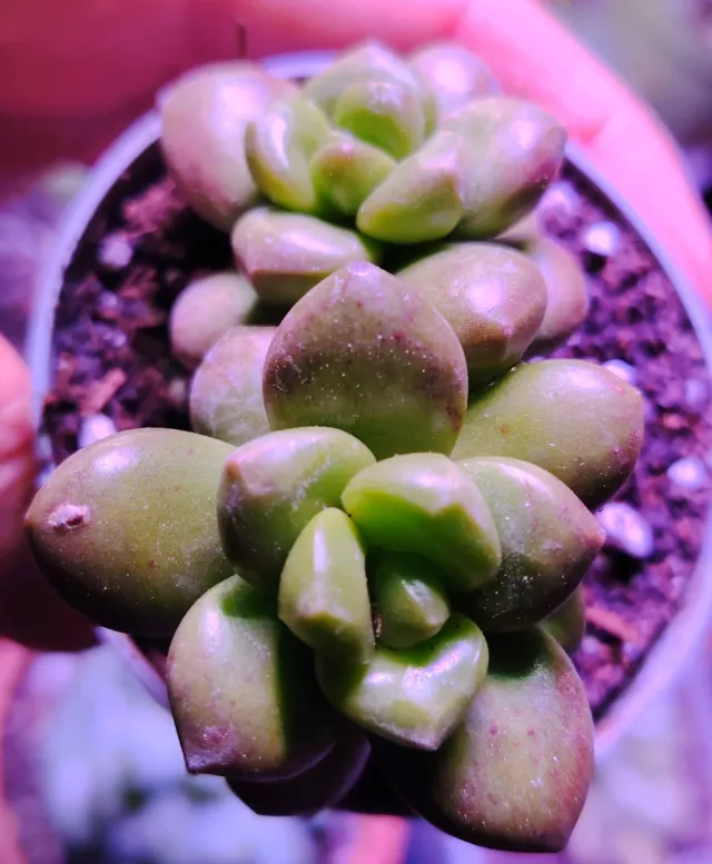 Sedum lucidum Obesum pianta succulenta 10 cm