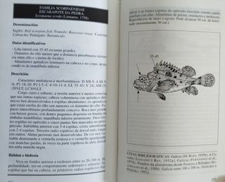 Peixes. Peces. Fauna marina. Galicia