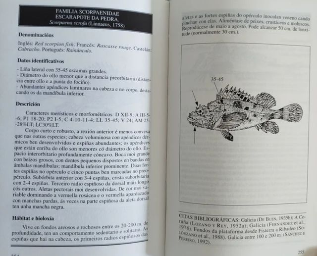 Peixes. Peces. Fauna marina. Galicia