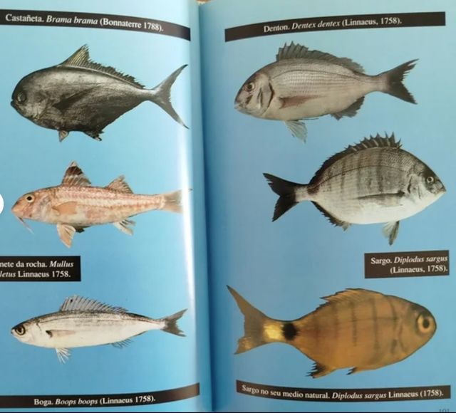 Peixes. Peces. Fauna marina. Galicia