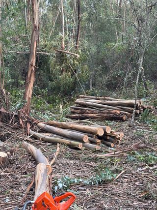 Legna per caminetto maneggevole: Pino, eucalipto