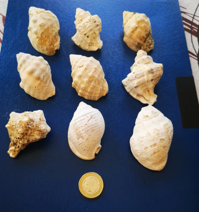 Lote de 9 caracolas marinas naturales
