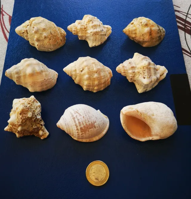 Lote de 9 caracolas marinas naturales