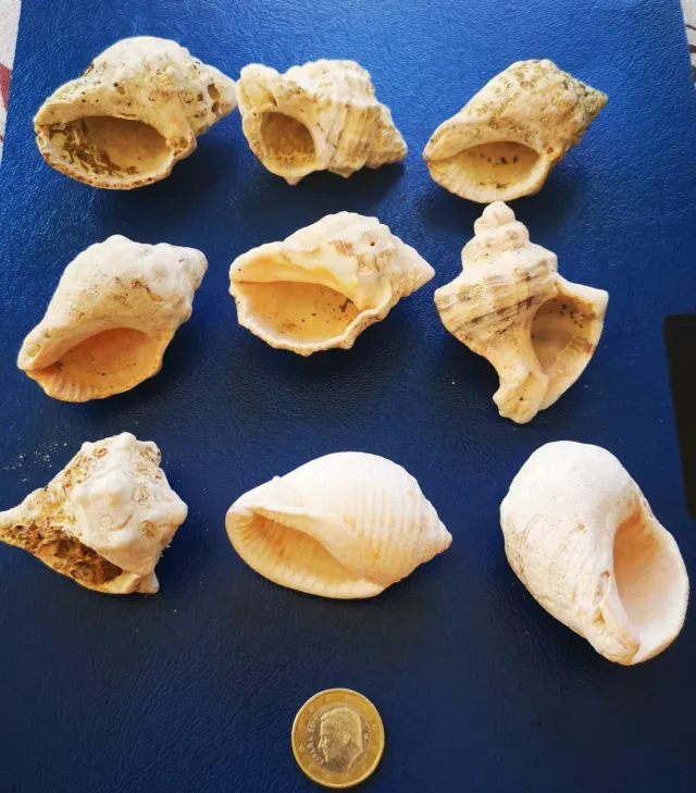 Lote de 9 caracolas marinas naturales