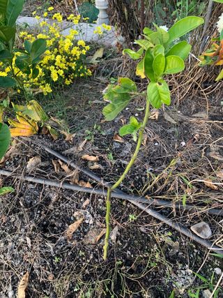 Mano de Buda Fruta Cítrica